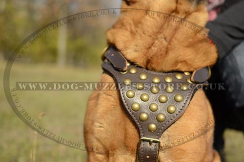 Shar Pei Harness UK