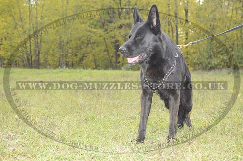 Best Harness for German Shepherd