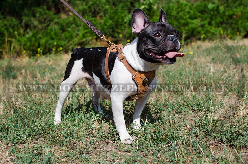 French Bulldog Harness Leather Padded French Bulldog