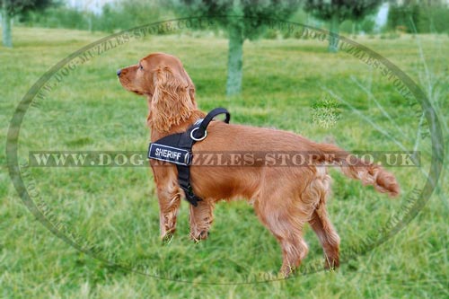 best dog harness for Cocker Spaniel walking