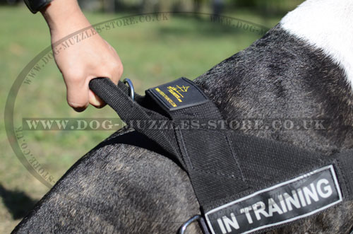 Buy English Bull Terrier Harness with Handle