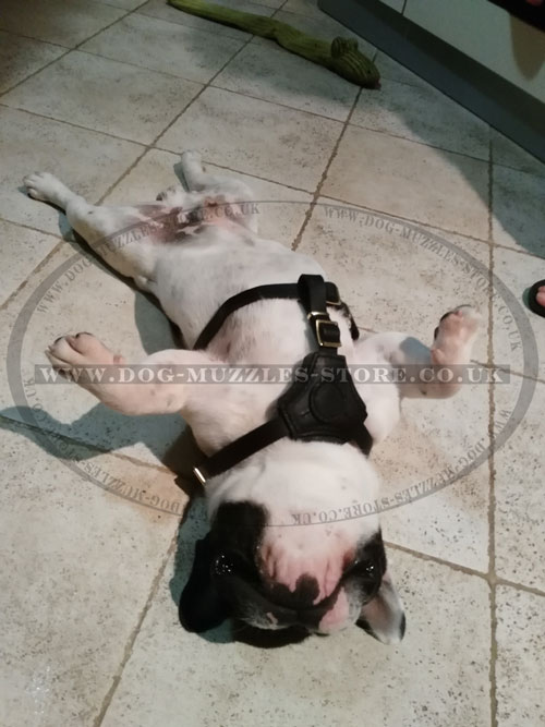 The Best French Bulldog Harness UK
