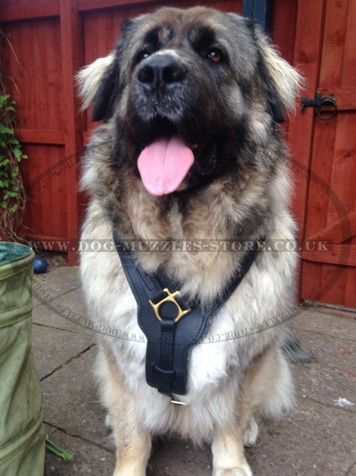 best large dog harness for Caucasian Shepherd