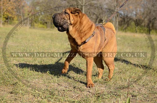 Chinese Shar Pei Harness UK