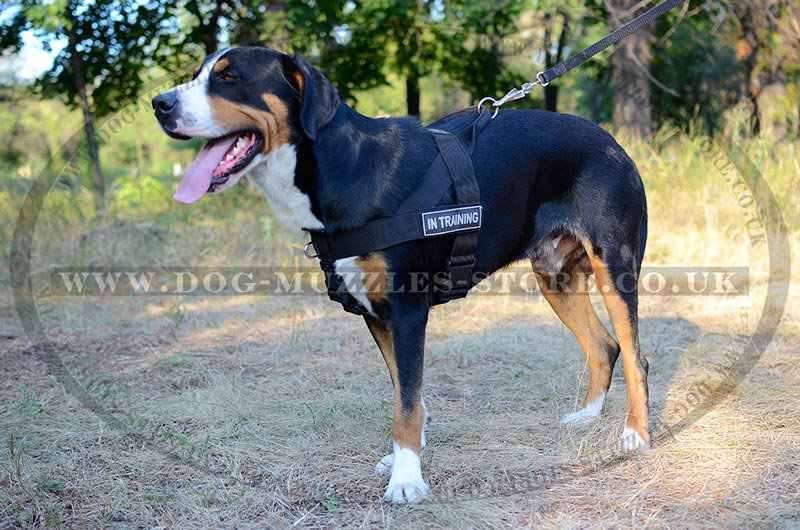 Swiss Mountain dog harness