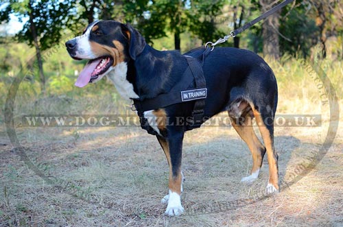 stop pull dog harness for Swiss Mountain Dog