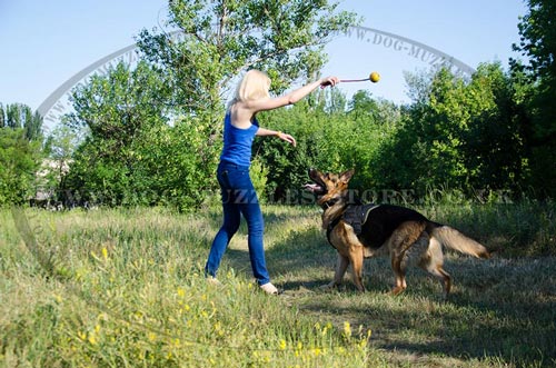 German Shepherd Training