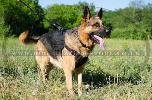 German Shepherd Training Dog Harness UK