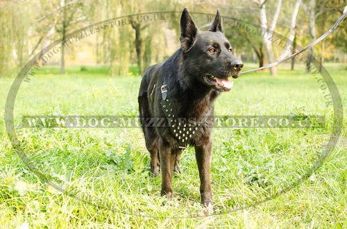 Buy German Shepherd Harness UK