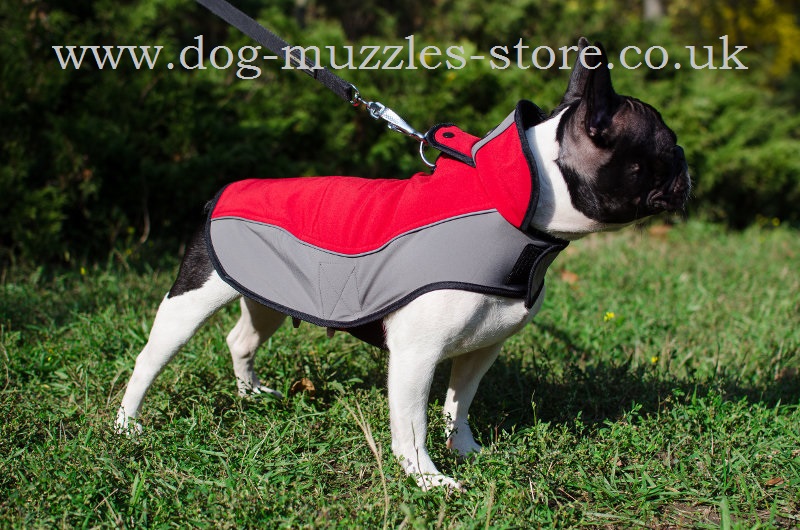 French bulldog parka sales coat