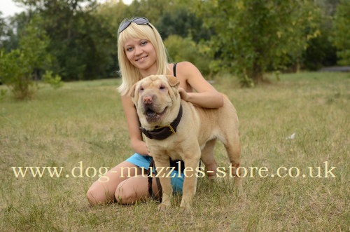 Products for Chinese Shar pei for Sale