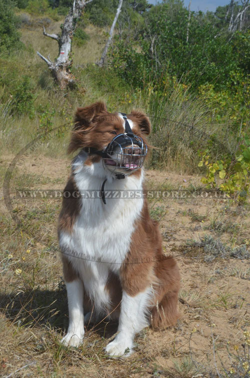 Australian Shepherd Dog Muzzle Basket