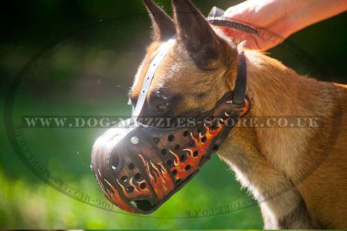 Belgian Shepherd muzzle