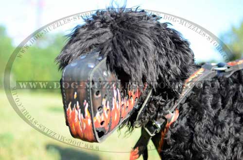 Black Russian Terrier dog muzzle