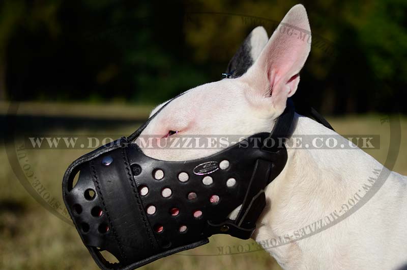 Attack Leather Muzzle For Bullterrier