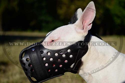 police dog muzzle