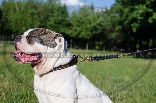 American Bulldog Dog Training with a Lead