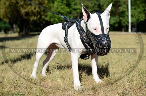 hand painted dog harness and muzzle on Bullterrier