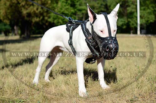 padded dog harness