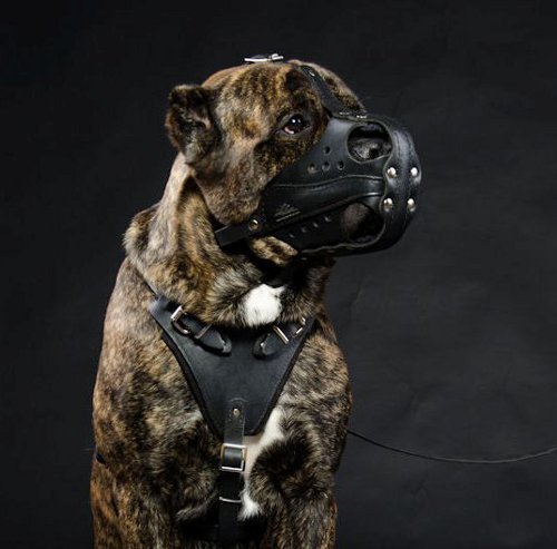 leather dog harness