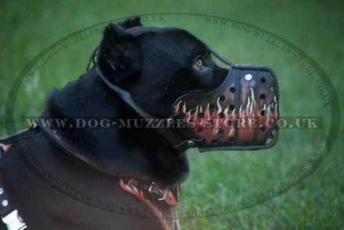 Cane Corsos dog muzzle