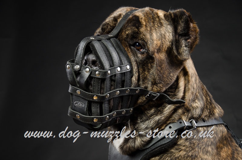 dog muzzle for cane corso