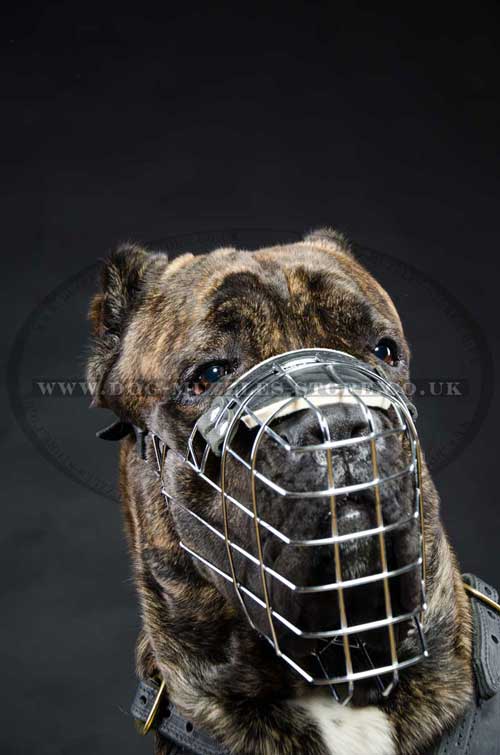 Large dog muzzle for universal use