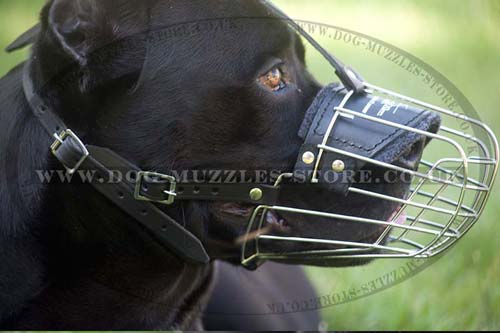 Wire Basket Dog Muzzle