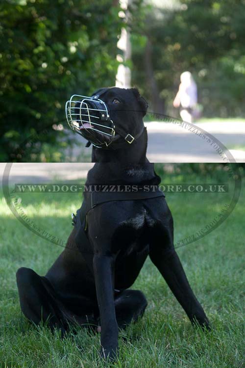 Universal wire basket dog muzzle
