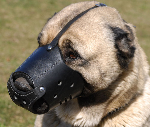 Leather Dog Muzzle for Caucasian Shepherd Training