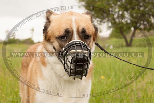 Large Dog Muzzle for Central Asian Shepherd Dog