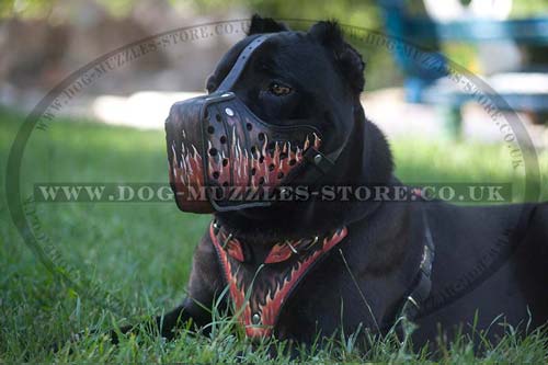 Cane Corsos dog muzzle