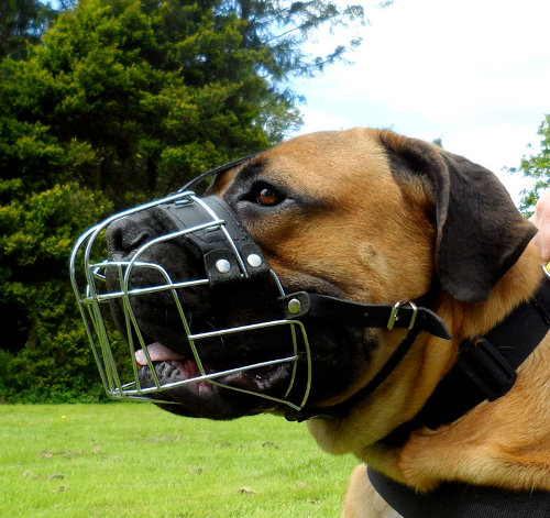 Wire Basket Dog Muzzle for Boerboel