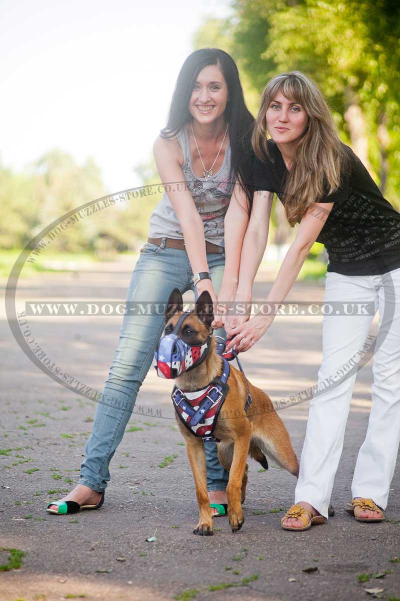 Designer dog harness UK Bestseller