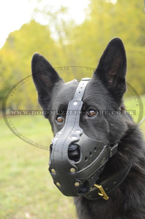 German Shepherd Muzzle