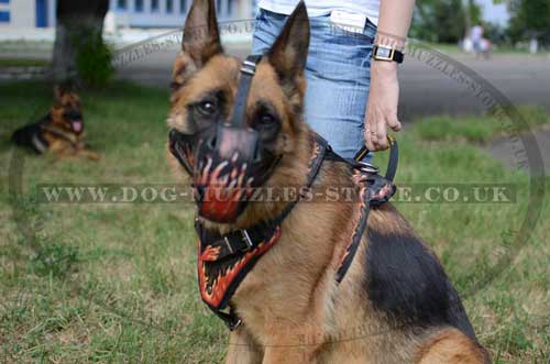 leather dog muzzle and harness painted design