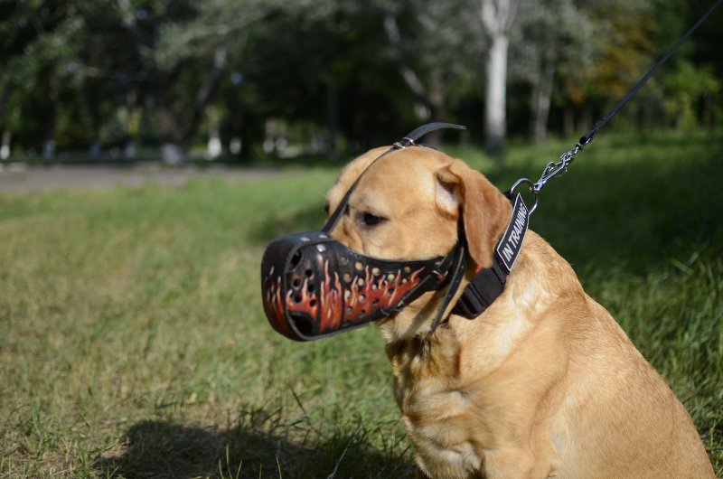 golden retriever muzzle best muzzle for agitation and attack of large golden retriever muzzle best muzzle for agitation and attack of large