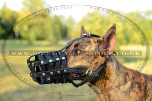 Great Dane Muzzle