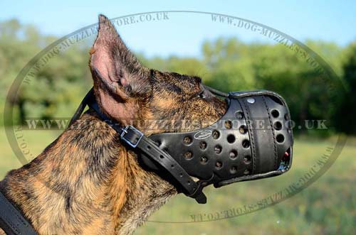 Great Dane Training Muzzle