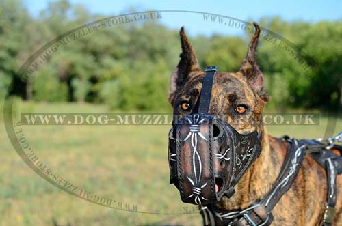 Great Dane Muzzle