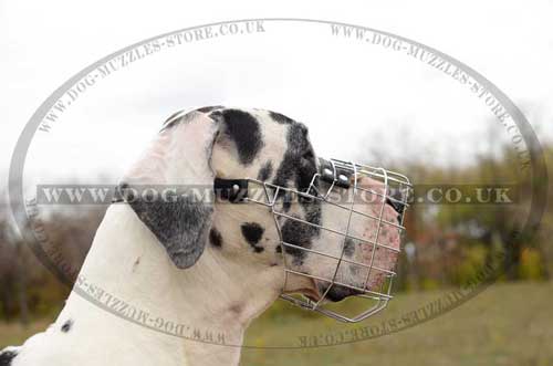 Great Dane muzzle