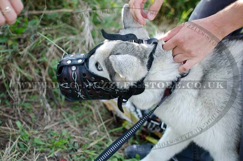 Muzzle for Husky dogs for sale