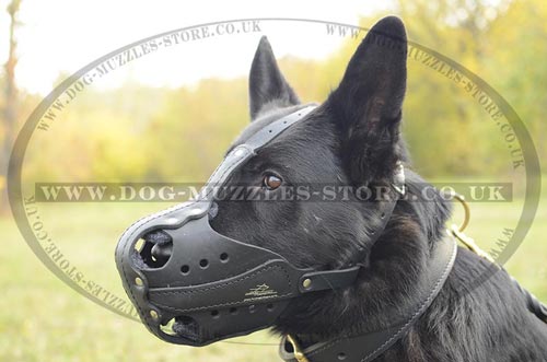 German Shepherd Muzzle