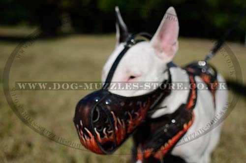 Bull Terrier dog training muzzle
