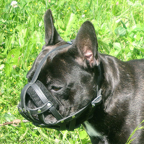 soft leather dog muzzle for all dog breeds