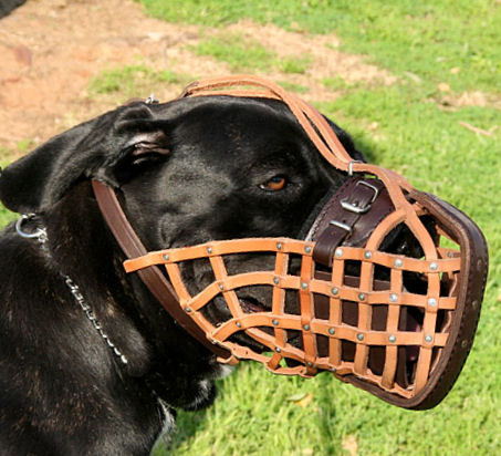 Cane Corso Dog Muzzle