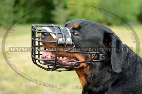 rubber coated wire dog muzzle