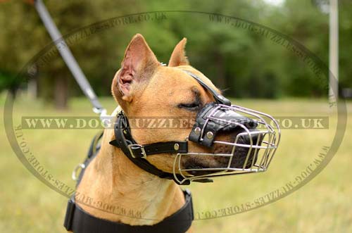 Pitbull Muzzle UK