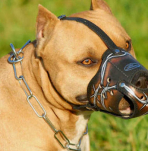 leather dog muzzle for daily use