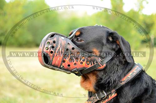 Rottweiler dog muzzle